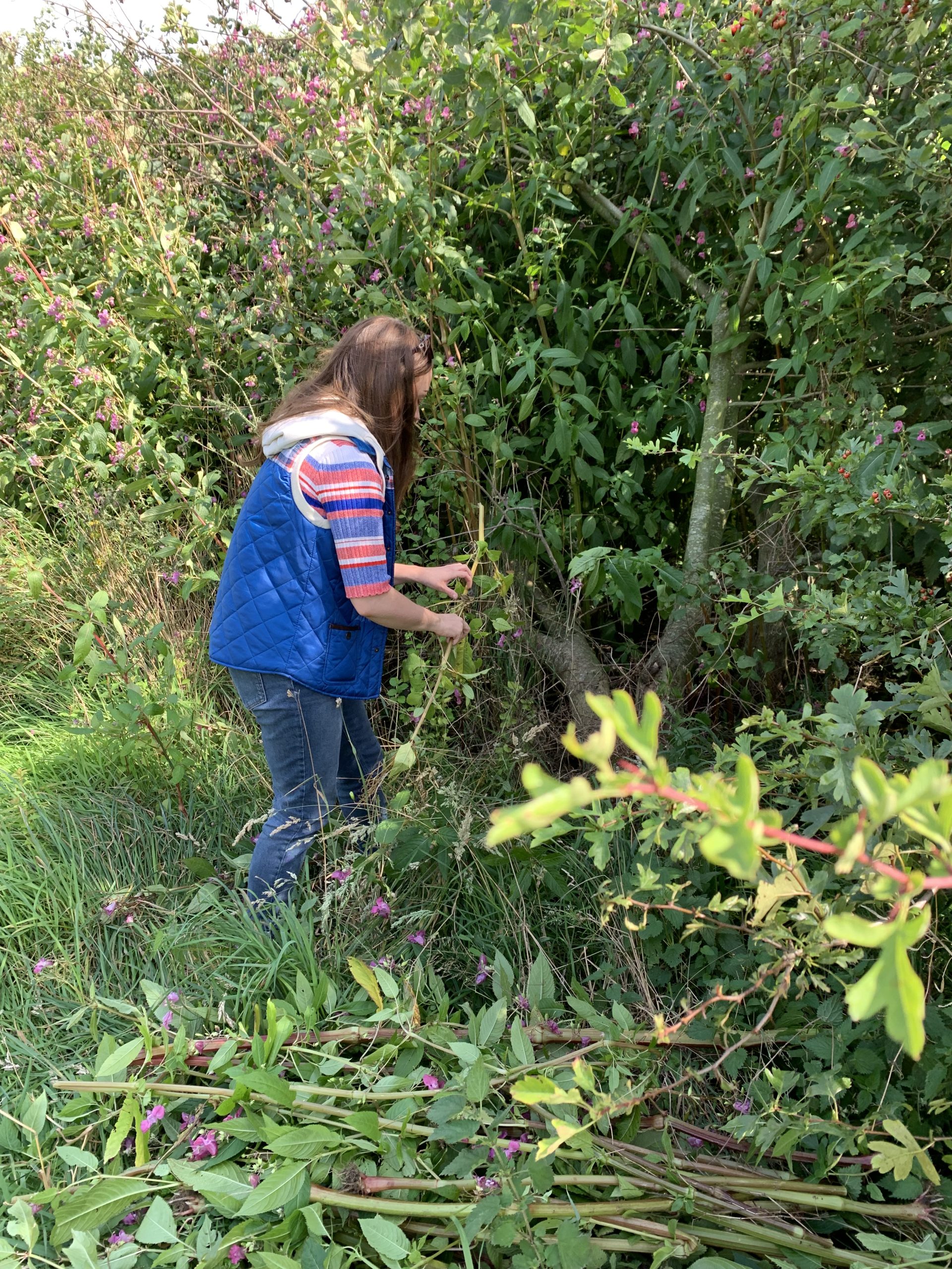 Katie pulling himalayan balsam - team conservation day