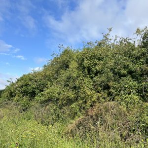 mature hedge in norfolk