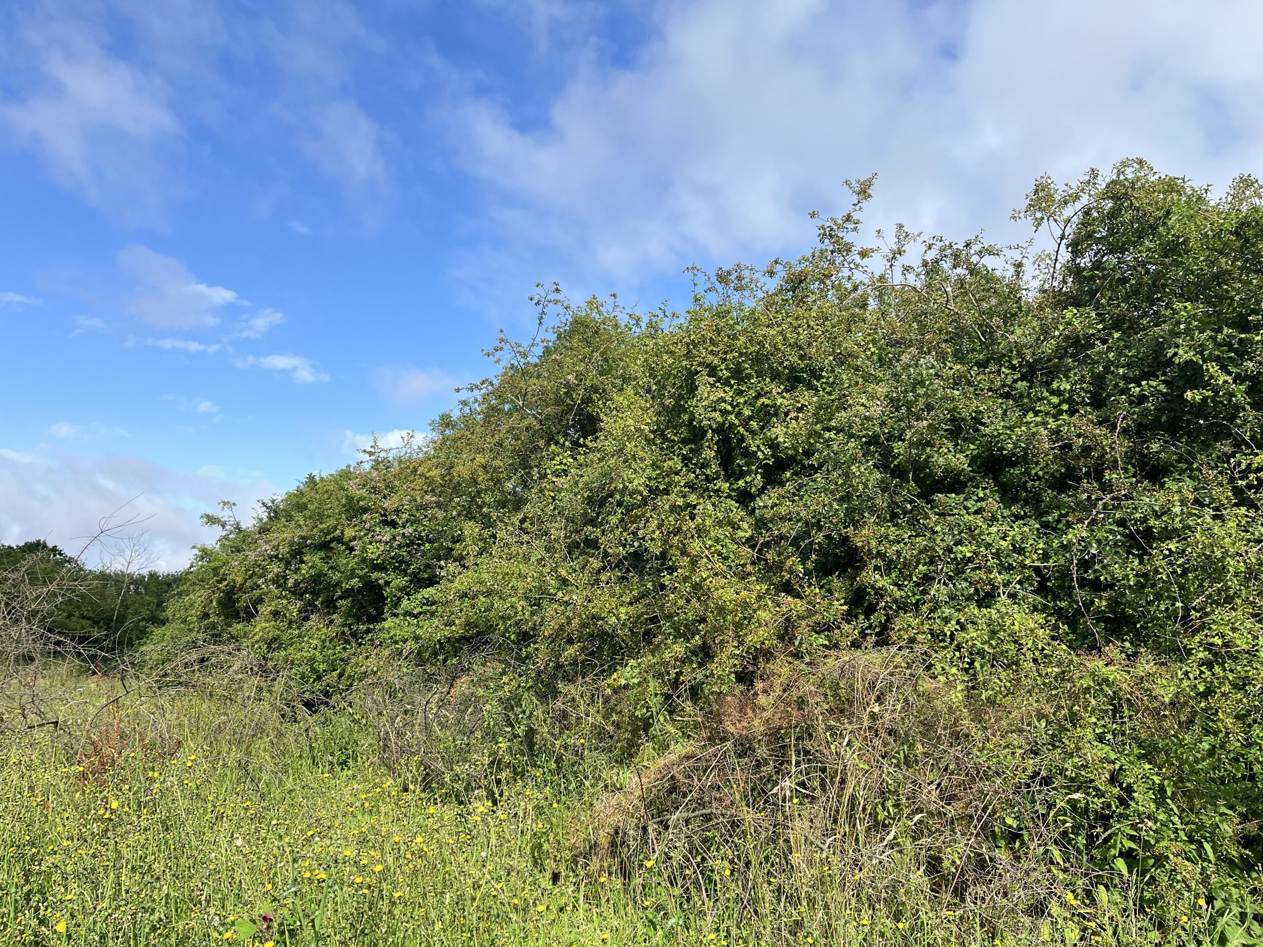 mature hedge in norfolk