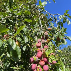 Sponsor a Fruit Tree for Nature in Norfolk or North Yorkshire
