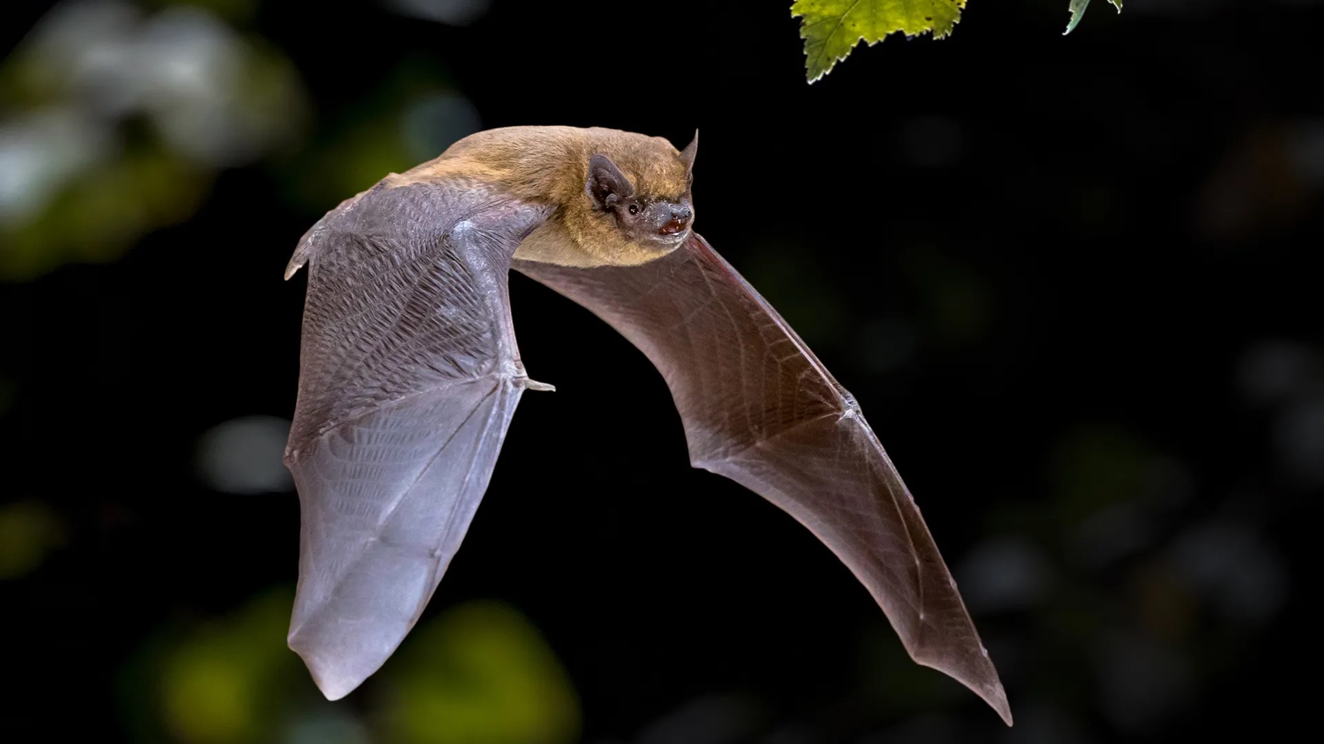 bat in flight