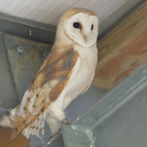 Sponsor a Barn Owl Box