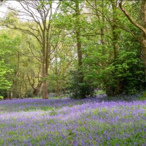 bluebells covering woodland floor