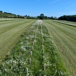 a strip of trees and shrubs planted within a food crop field