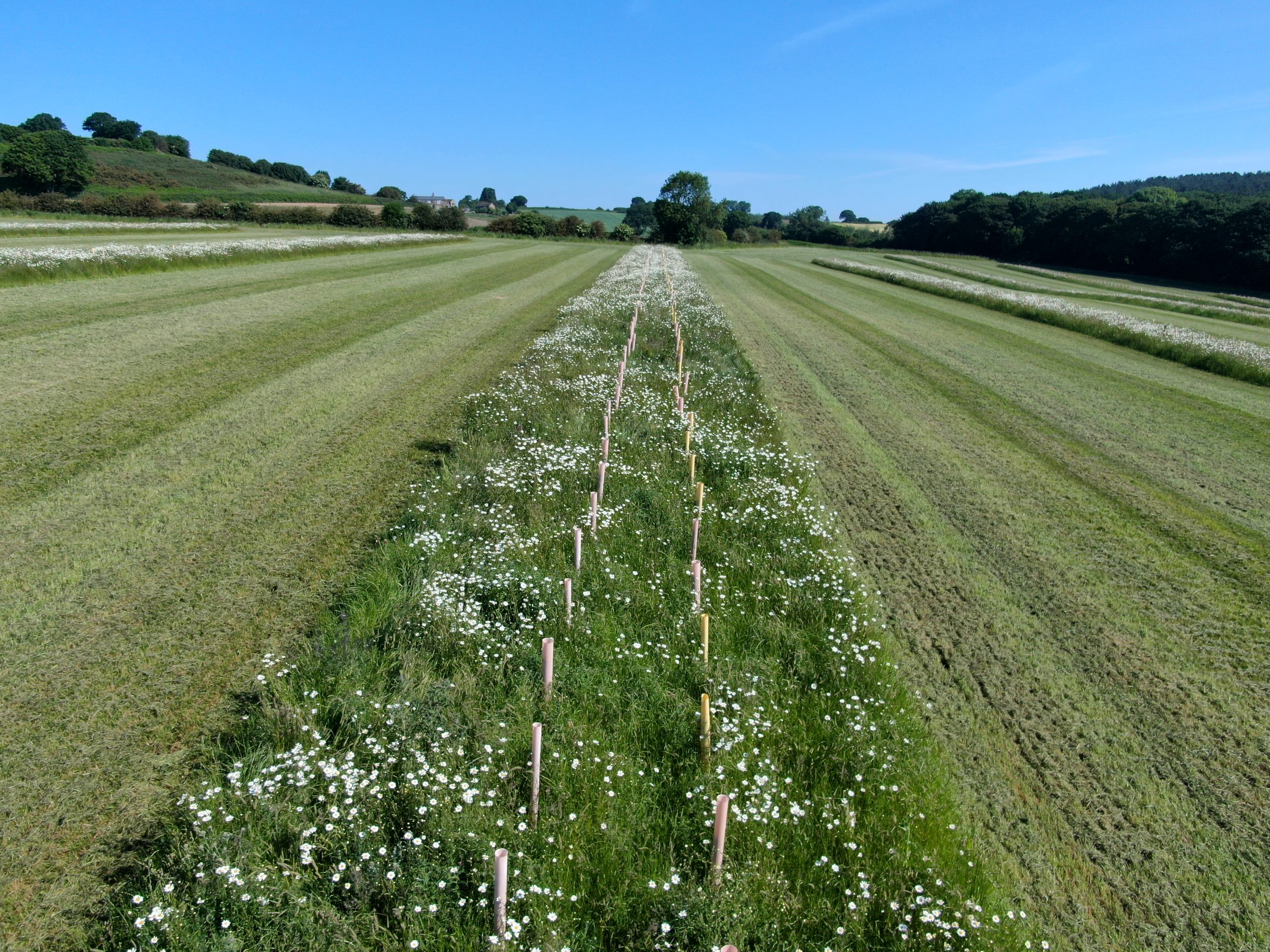 a strip of trees and shrubs planted within a food crop field