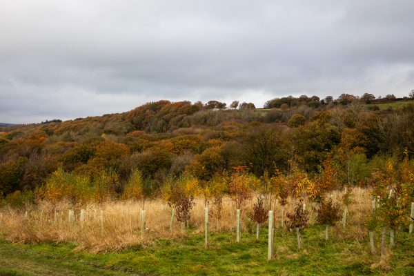 autumn colours and dramatic skies over nidderdale