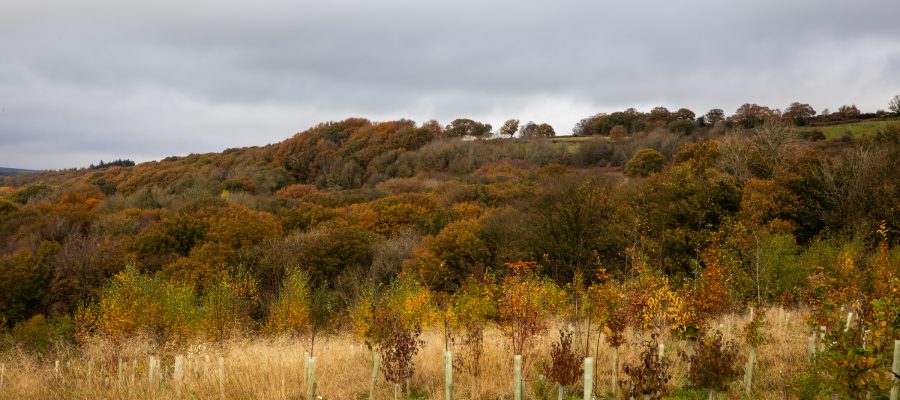 autumn colours and dramatic skies over nidderdale